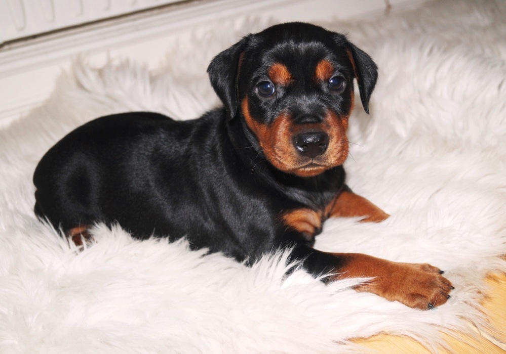 Pinscher * Xélanc Charming Cassanova 5 veckor
